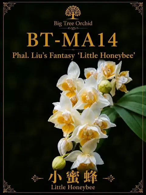 Phalaenopsis Liu’s Fantasy 'Little Honeybee'