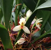Maxillaria hedwigiae