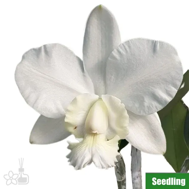 Cattleya dolosa 'Gorgeous'