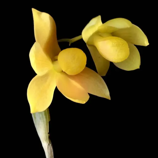 Dendrobium chrysocrepis (Dendrobium)
