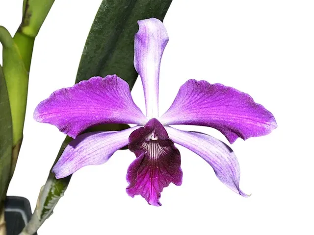 Cattleya purpurata 'Ecuagenera' (Cattleya)