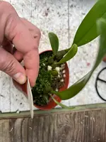 Bulbophyllum dentiferum