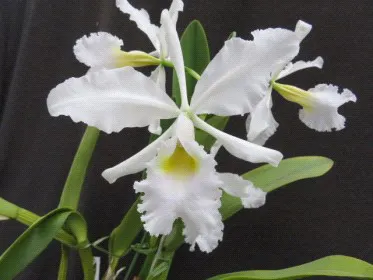 Cattleya warscewiczii 'Rochelensis'