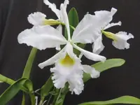 C. warscewiczii fma. guasi alba 'Rochelensis' x self (C2214) (Cattleya - - warscewiczii ) SS