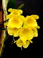 Dendrobium Kruger Oriole
