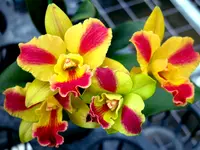 Pot. Burana Beauty 'Burana' 3 1/4 inch pot (budded)