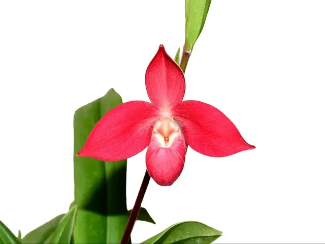 Phragmipedium Diana Portilla
