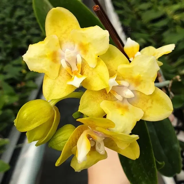 Phalaenopsis Younghome Golden Pixie