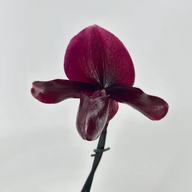 Paphiopedilum 'Black Jack' (Paphiopedilum)