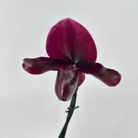 Paphiopedilum Black Jack — Blühfähige Pflanze