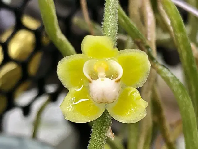 Chiloschista usnoides