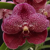 Vanda Robert's Delight Red Berry
