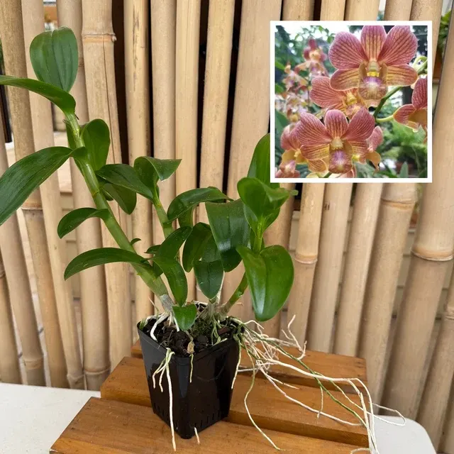 Dendrobium Buddy Brown - Not Blooming
