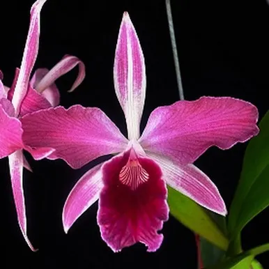 Laelia purpurata flammea x self 'Stef' (Laelia)