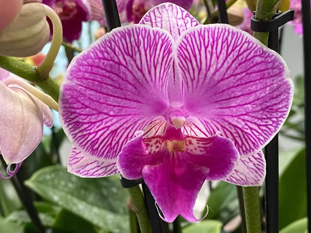 Phalaenopsis I-Hsin Dream Bubble Bath
