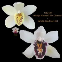 Cymbidium Flask JLS2428 (Gladys Whitesell 'The Charmer' x parishii 'Sandreae' 4N)