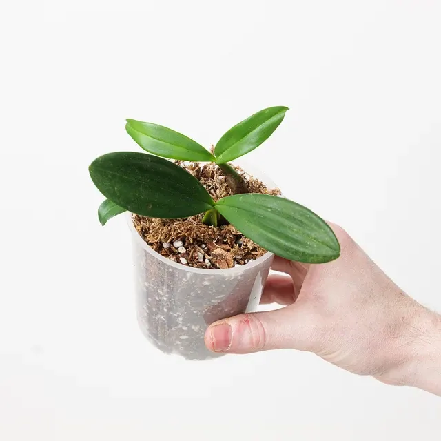 Bulbophyllum falcatum 'Green Form' (Bulbophyllum)