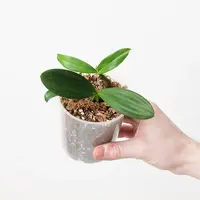Bulbophyllum falcatum 'Green Form'