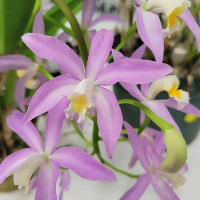 Laeliocattleya Long Harry (Laeliocattleya)