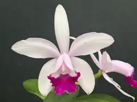 Cattleya intermedia ‘Escadaria’ - blooming size division