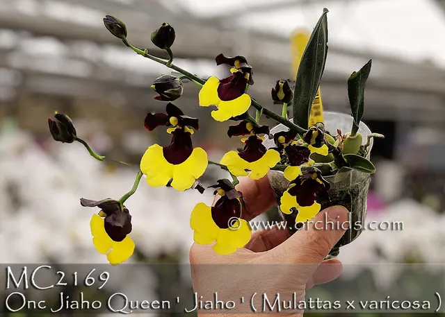 Oncidium Jiaho Queen 'Jiaho'