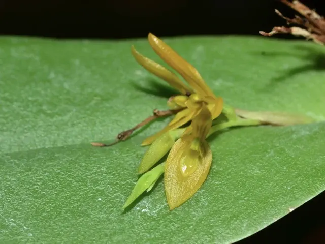 Acianthera luteola (Acianthera)