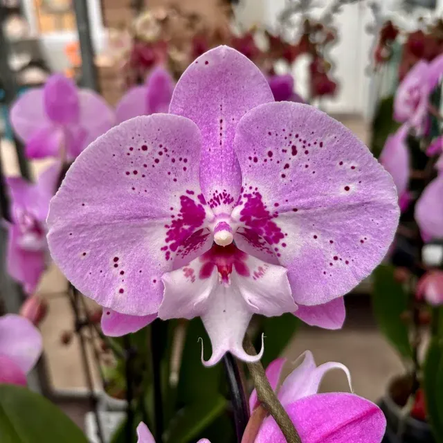Phalaenopsis big lip 'Limited'