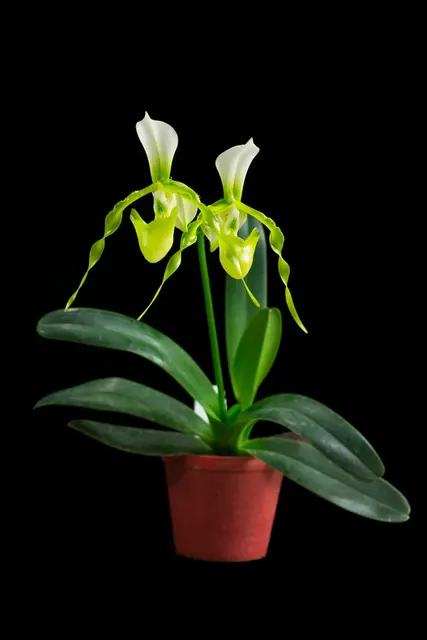 Paphiopedilum dianthum fma album x saintswithin fma album