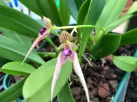 Bulbophyllum Kalimpong (ornatissimum x guttulatum) ‘Elite’s 1st’