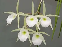 Brassavola perrinii