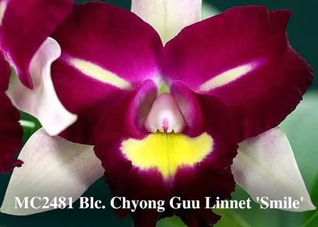 Brassolaeliocattleya Chyong Guu Linnet 'Smile' (Brassolaeliocattleya)