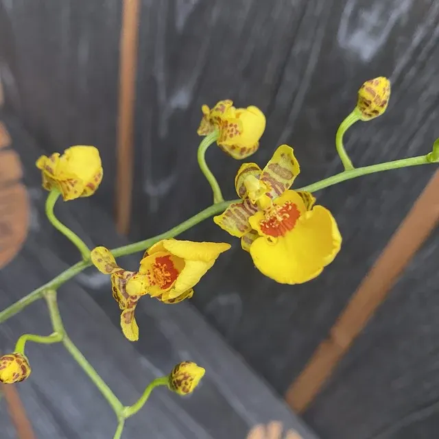 Oncidesa Goldiana