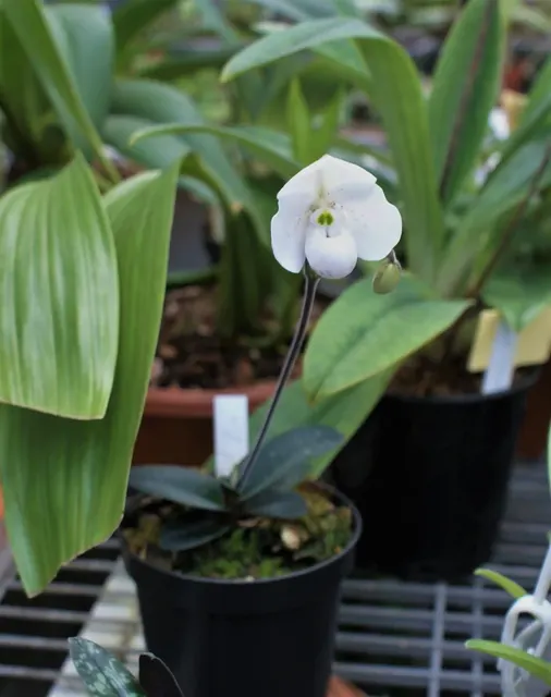 Paphiopedilum thaianum (Paphiopedilum)