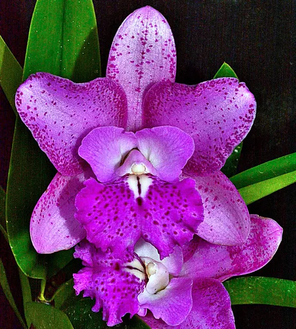 Brassocattleya Suncoast Pink Mermaids '#10 FLSO' (Brassocattleya)
