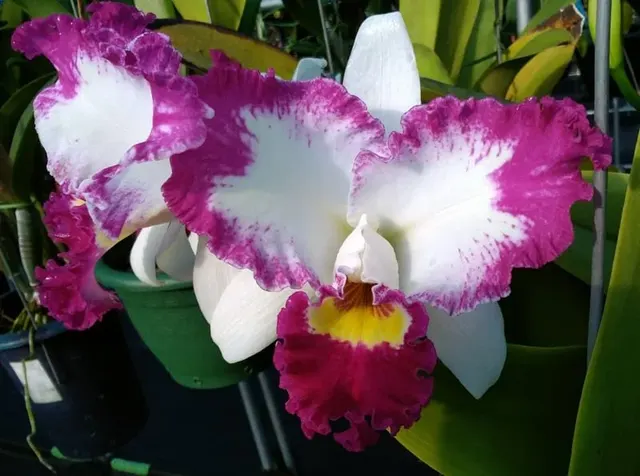 Cattleya White Spark (Cattleya)