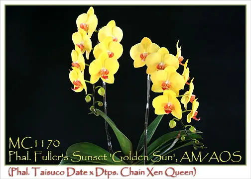 Phalaenopsis Fuller's Sunset 'Golden Sun' (Phalaenopsis)