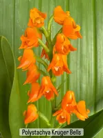 Polystachya Kruger Bells