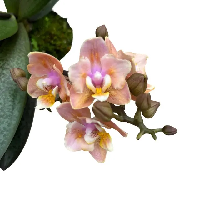 Phalaenopsis Aromio Carola Parfumata Si Pelorica