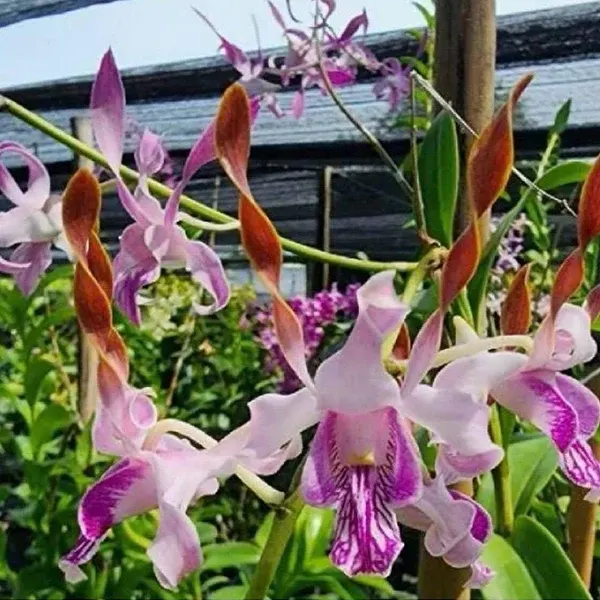 Dendrobium Rabbit Red