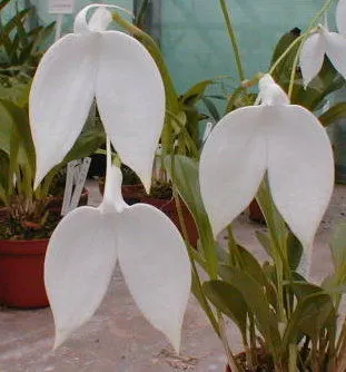 Masdevallia coccinea