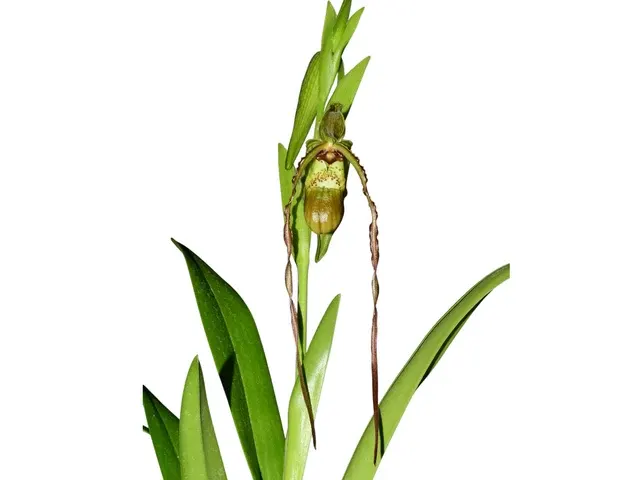 Phragmipedium Michael Riley (Phragmipedium)