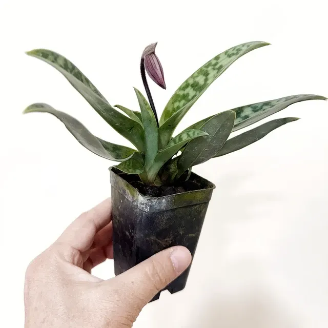 Paphiopedilum Magic Cherry x Hsinying Rainbow