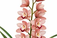 Cymbidium Rayo De Luna H00208 (medium)