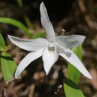 Dendrobium Moniliforme (Japonicum)