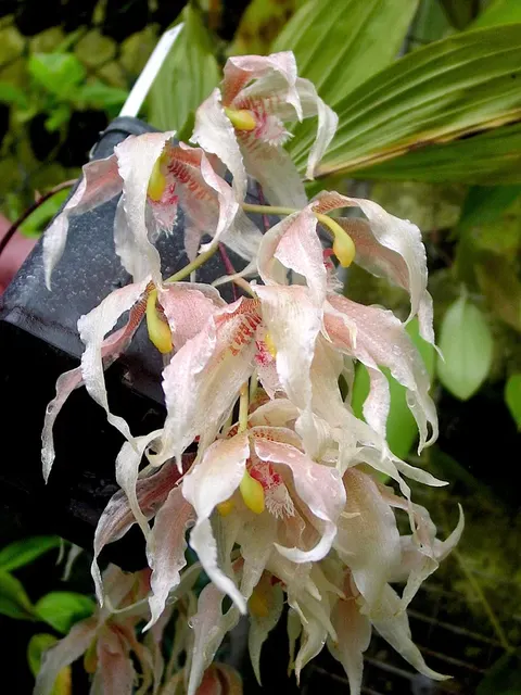 Paphinia herrerae