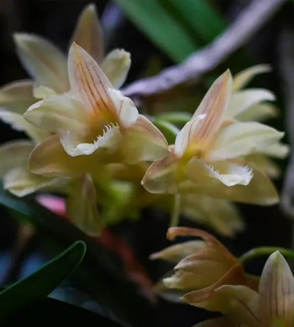 Dendrobium serratilabium (Dendrobium)