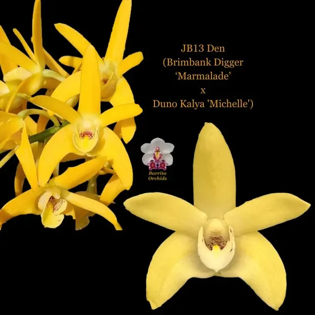 Dendrobium Brimbank Digger ‘Marmalade’ x Duno Kalya 'Michelle' (Dendrobium)