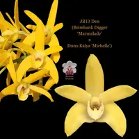 Dendrobium Orchid Seedling JB13 Den(Brimbank Digger ‘Marmalade’ x Duno Kalya 'Michelle')