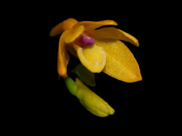 Dendrobium trichostomum f xanthinum (Dendrobium)