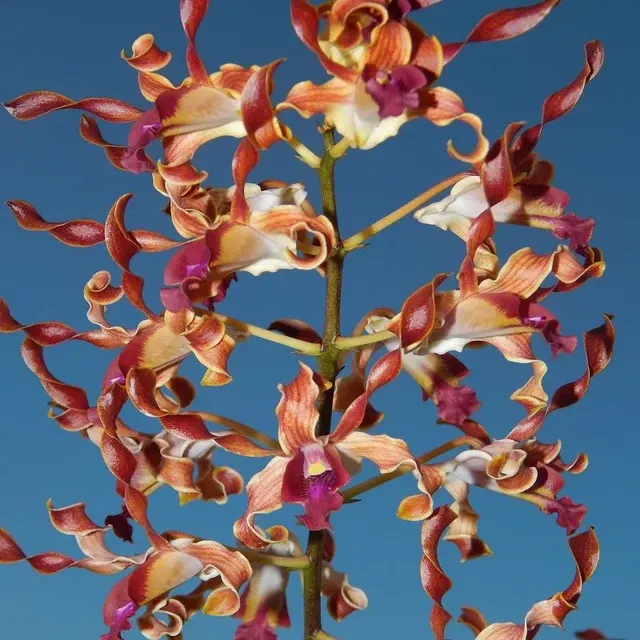 Dendrobium Jairak Antilope
